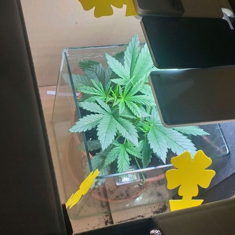 Northern Light Auto growlog timeline photo