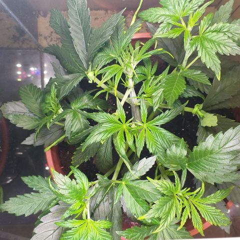 Northern Light Auto growlog photo: LST LST LST...