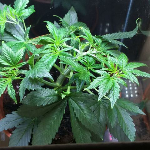 Northern Light Auto growlog photo: LST LST LST...