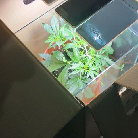 Northern Light Auto growlog photo: LST LST LST...
