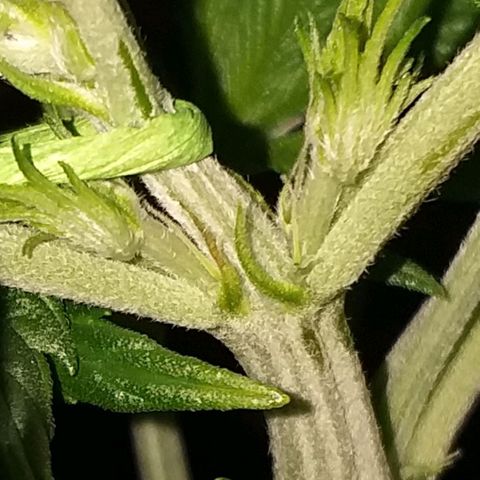 Northern Light Auto growlog photo: 1. Staubfäden sichtbar