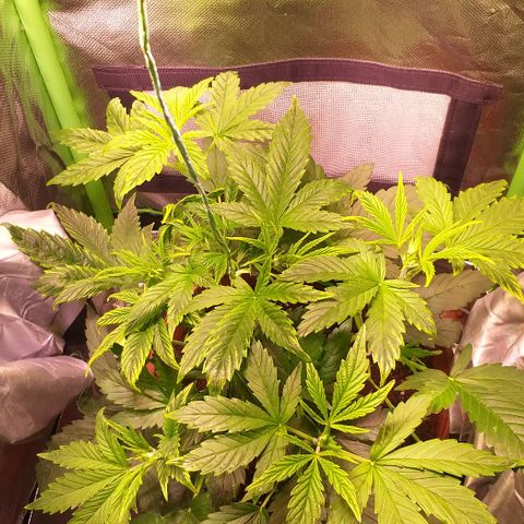Northern Light Auto growlog timeline photo
