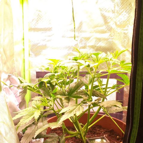 Northern Light Auto growlog timeline photo