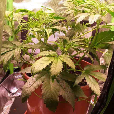 Northern Light Auto growlog timeline photo