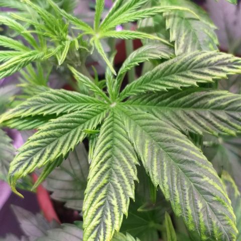 Northern Light Auto growlog timeline photo