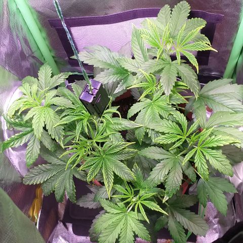 Northern Light Auto growlog timeline photo