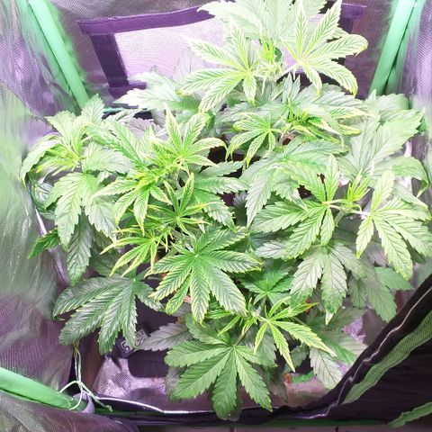 Northern Light Auto growlog timeline photo
