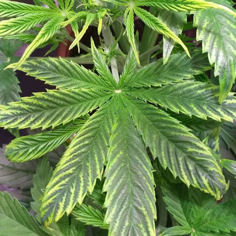 Northern Light Auto growlog timeline photo