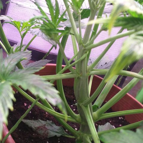 Northern Light Auto growlog timeline photo