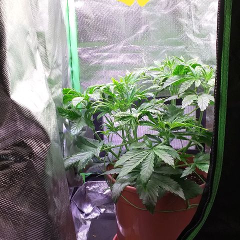 Northern Light Auto growlog timeline photo