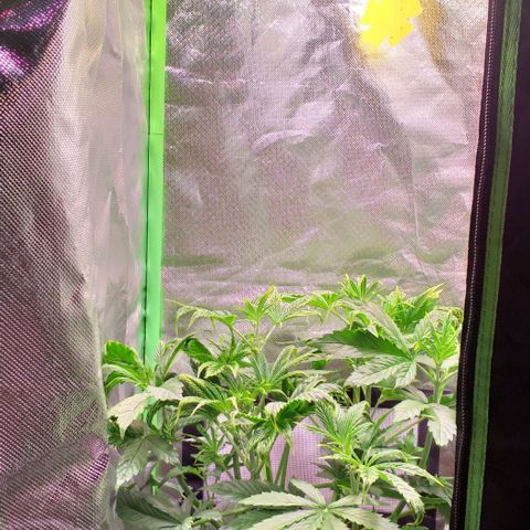 Northern Light Auto growlog timeline photo