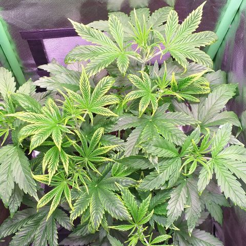 Northern Light Auto growlog timeline photo