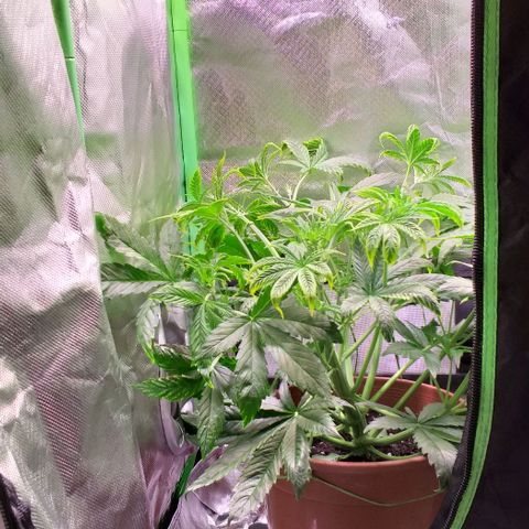 Northern Light Auto growlog photo: LST