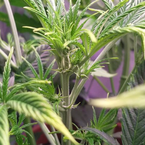 Northern Light Auto growlog photo: LST