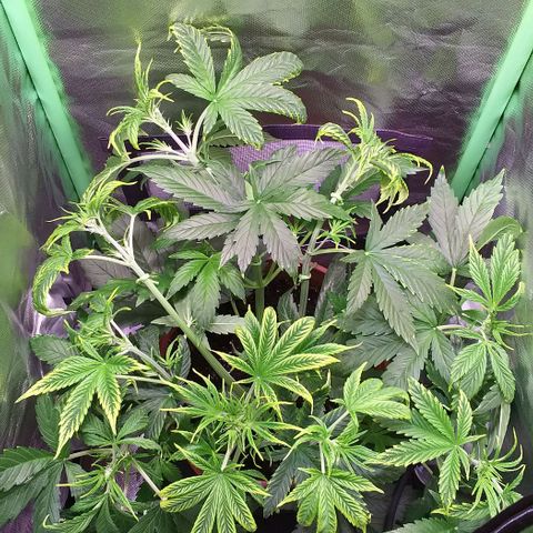Northern Light Auto growlog photo: LST