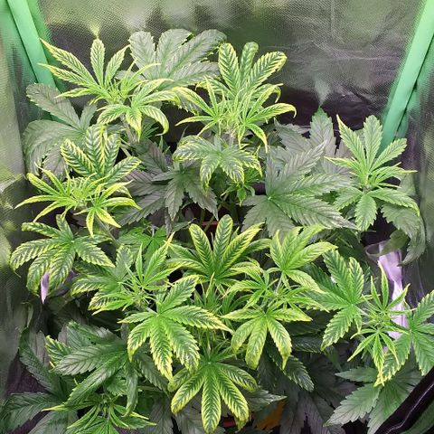Northern Light Auto growlog timeline photo