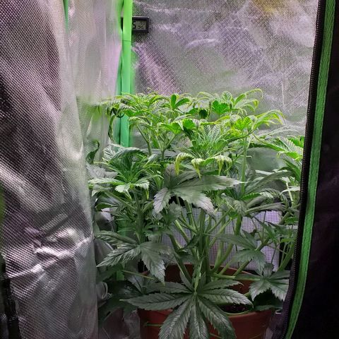 Northern Light Auto growlog timeline photo