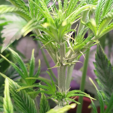 Northern Light Auto growlog timeline photo