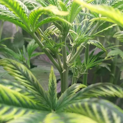 Northern Light Auto growlog photo: LST
