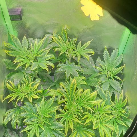 Northern Light Auto growlog photo: LST