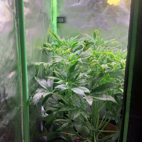 Northern Light Auto growlog timeline photo