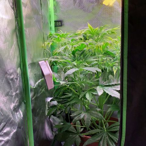 Northern Light Auto growlog timeline photo