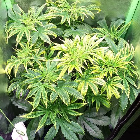 Northern Light Auto growlog timeline photo