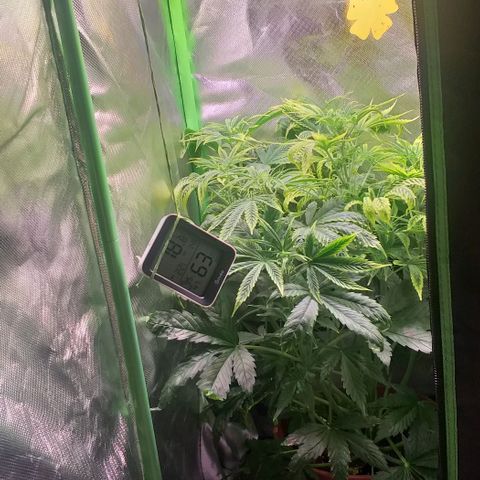 Northern Light Auto growlog timeline photo
