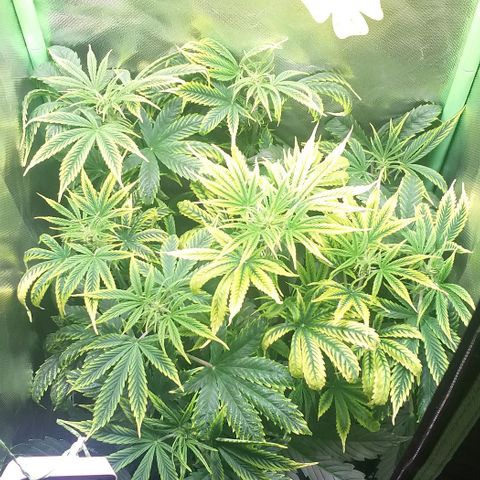 Northern Light Auto growlog timeline photo