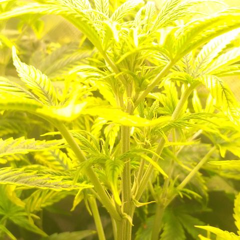 Northern Light Auto growlog timeline photo