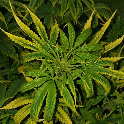 Northern Light Auto growlog timeline photo