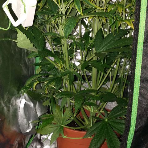 Northern Light Auto growlog timeline photo