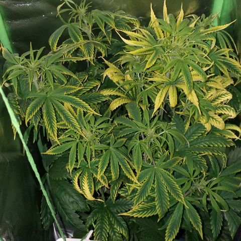 Northern Light Auto growlog timeline photo