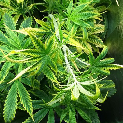Northern Light Auto growlog photo: Letztes mal LST am Headbud
