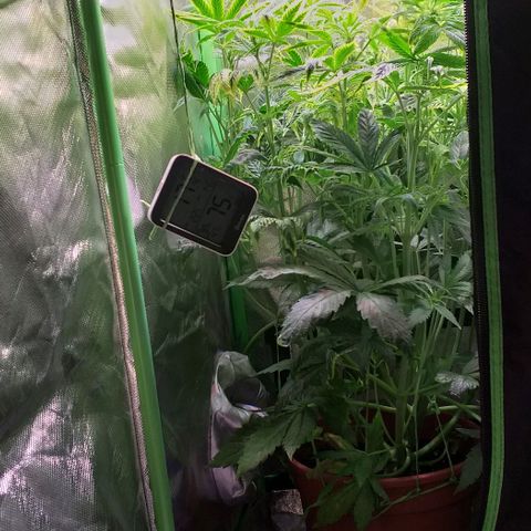Northern Light Auto growlog photo: Letztes mal LST am Headbud