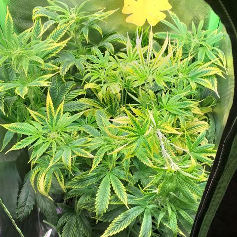 Northern Light Auto growlog photo: Letztes mal LST am Headbud
