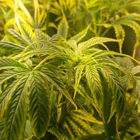 Northern Light Auto growlog timeline photo