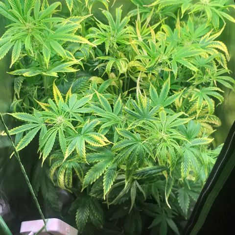 Northern Light Auto growlog timeline photo