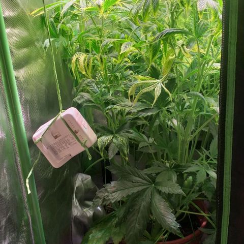 Northern Light Auto growlog timeline photo