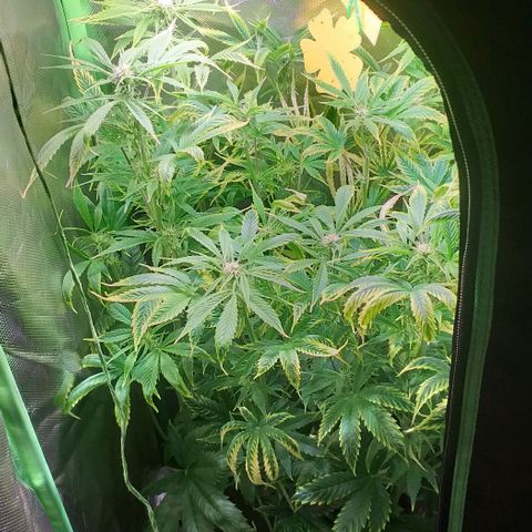 Northern Light Auto growlog timeline photo