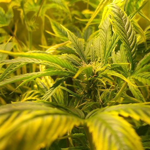 Northern Light Auto growlog timeline photo