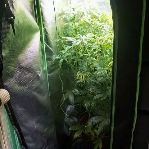 Northern Light Auto growlog timeline photo