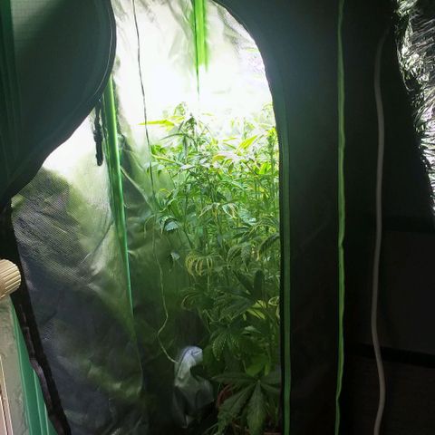 Northern Light Auto growlog timeline photo