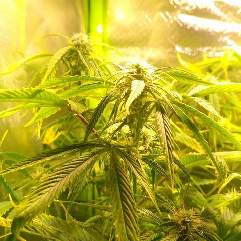 Northern Light Auto growlog timeline photo