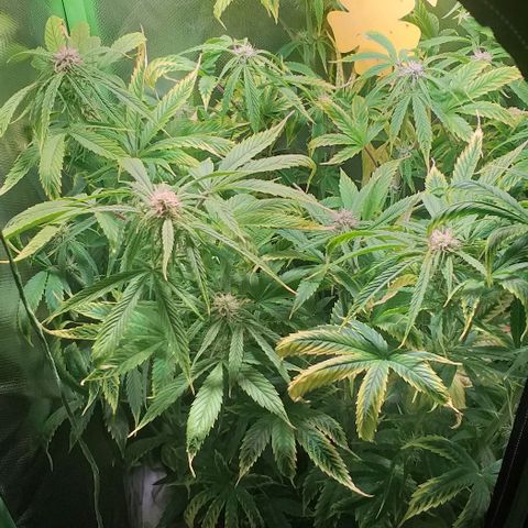 Northern Light Auto growlog timeline photo