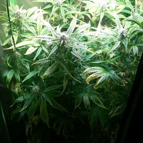 Northern Light Auto growlog timeline photo