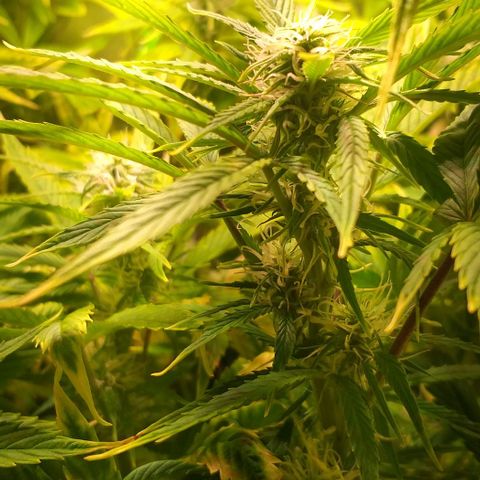 Northern Light Auto growlog timeline photo