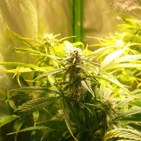 Northern Light Auto growlog timeline photo