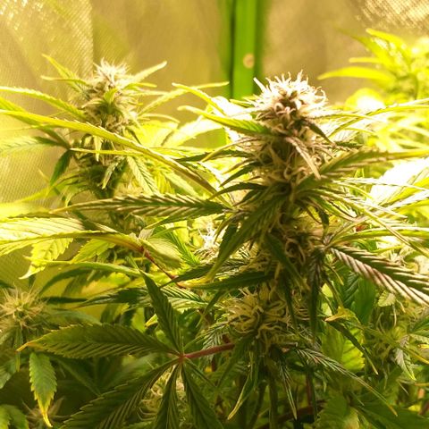 Northern Light Auto growlog timeline photo