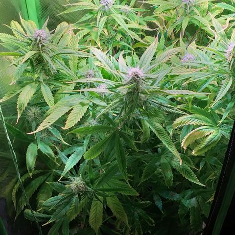 Northern Light Auto growlog timeline photo